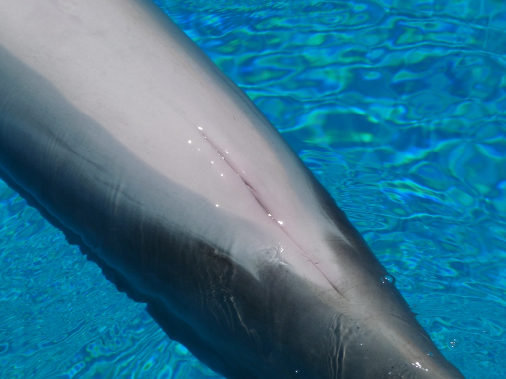 Dolphin Sex Pics 4