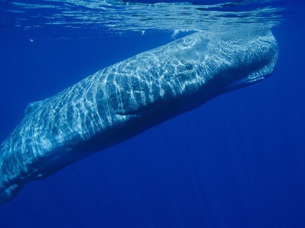 spermwhale.jpg