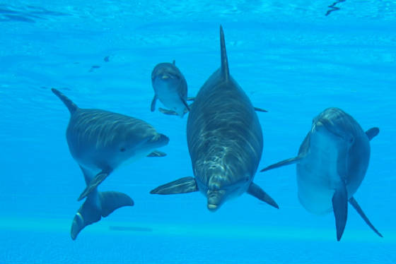 Bottlenose Dolphins Pods