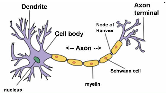 neuron.jpg