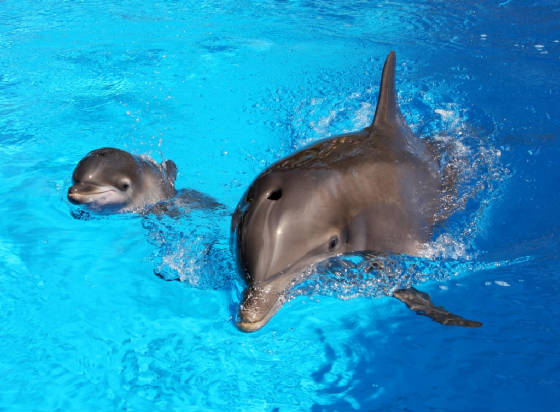 Dolphin Blowhole and Breathing