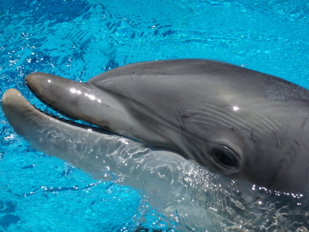 Dolphins With Human Teeth