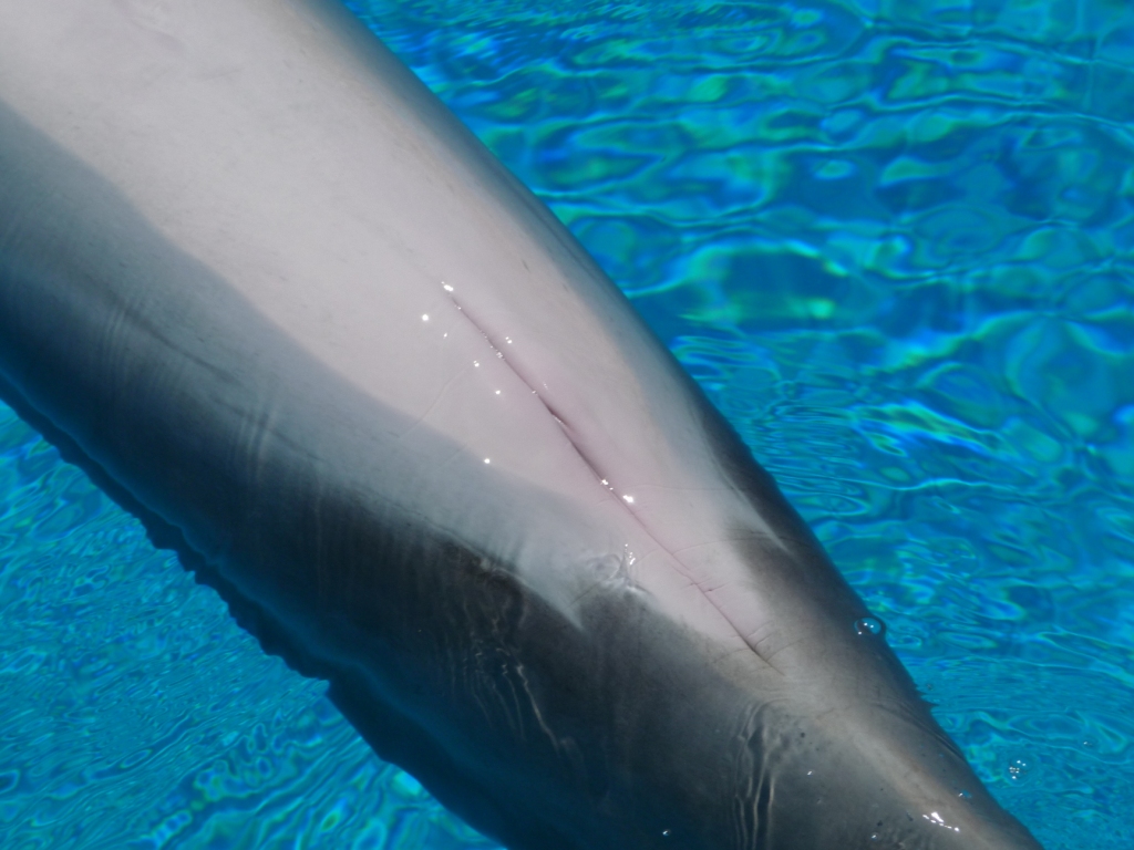 Dolphin Ventral Features and Male Vs. Female Dolphin