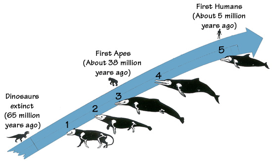 Dolphin Evolution